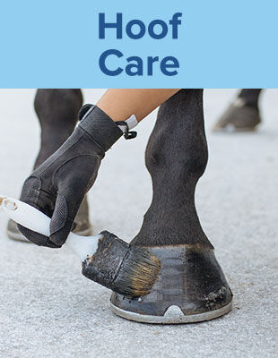 Hoof Care